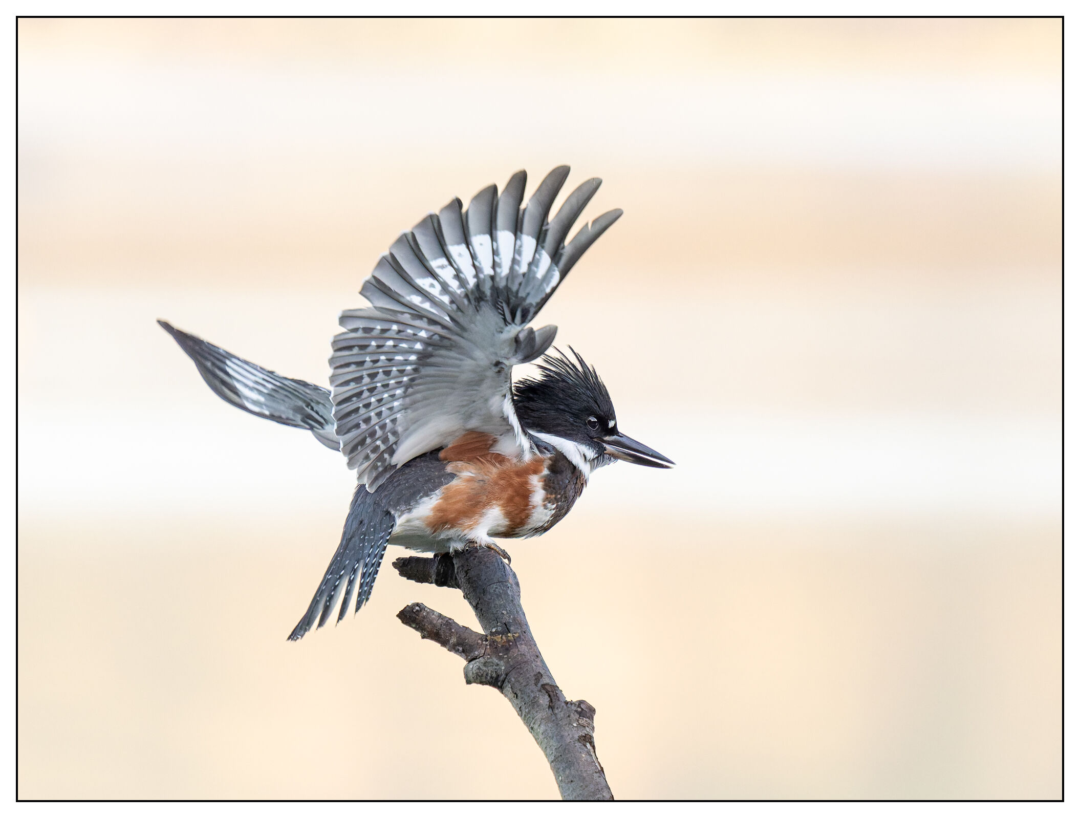 Belted Kingfisher - Quest of 2024