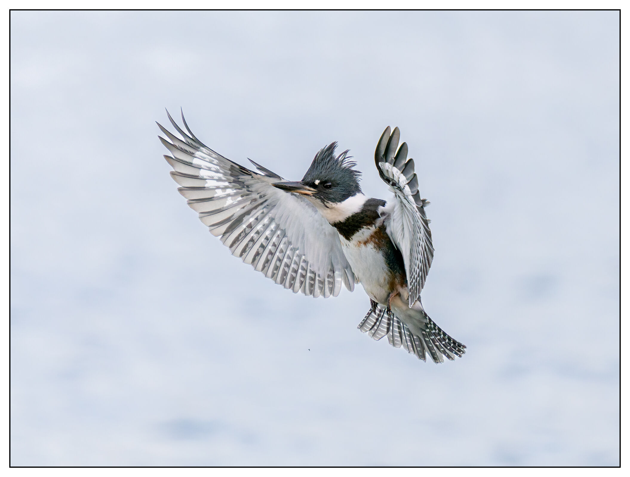 Kingerfisher on the perch