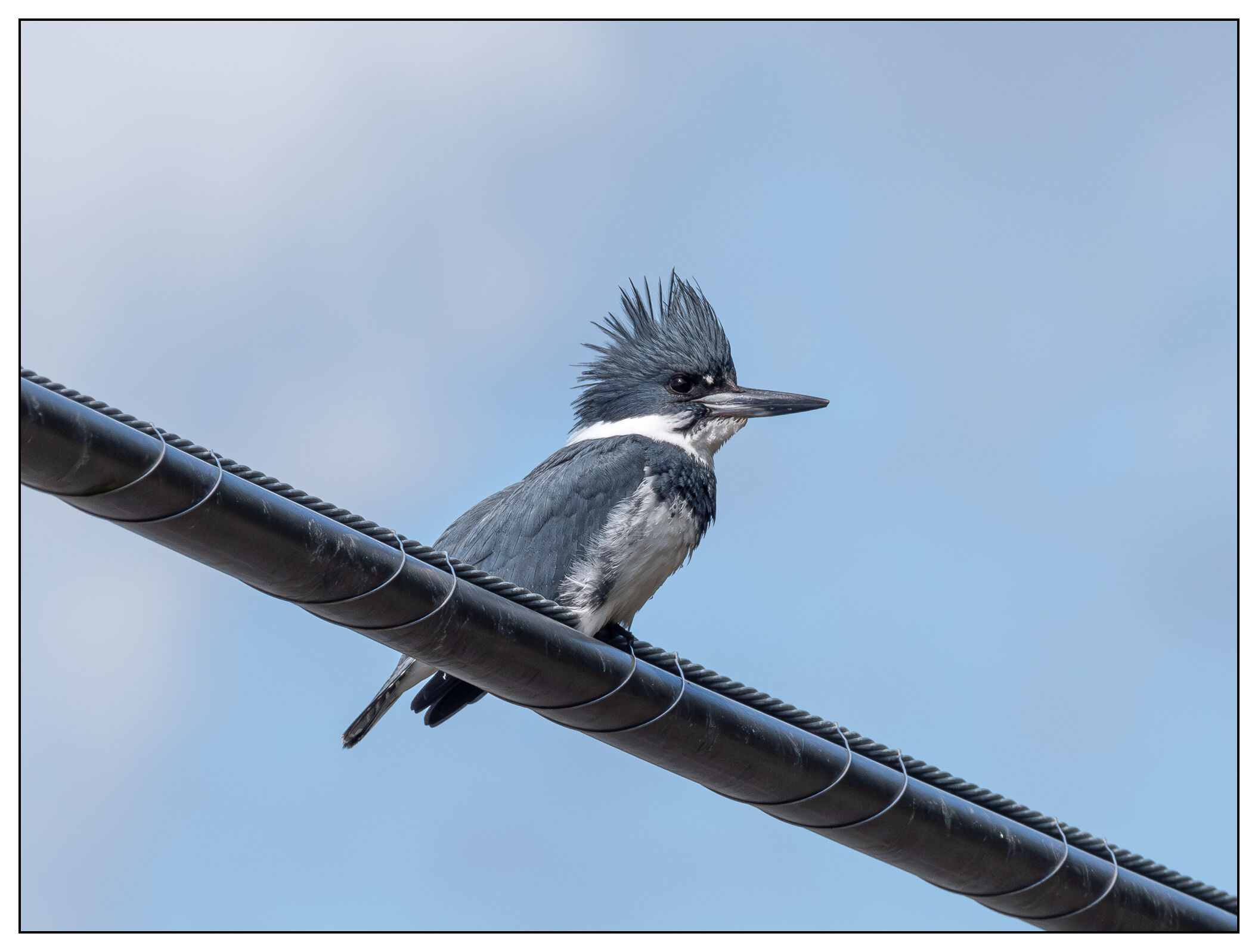 Kingerfisher on a cable